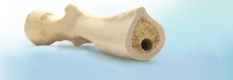 Huesos para taller de ortopedia