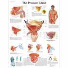 The Prostate Gland, 1001566 [VR1528L], Educación para salud masculina
