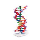 Constitución y Función del ADN